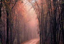 梅尔卡多究竟是什么样的存在?